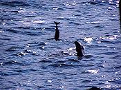 Dolphins in the Shannon Estuary